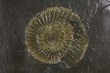 Dactylioceras Ammonite Cluster - Posidonia Shale, Germany #180360-1